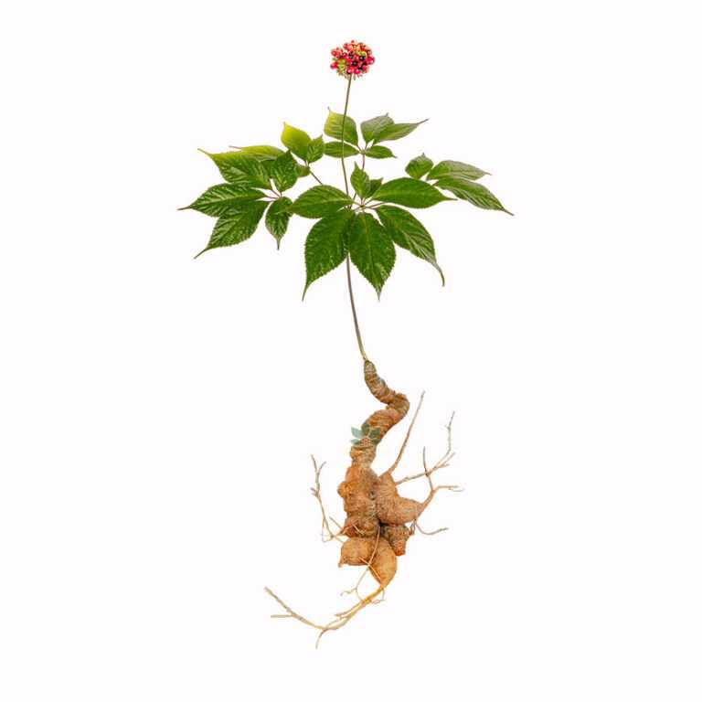 [Tươi] Sâm Củ Ngọc Linh Tươi K5